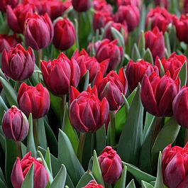 тест товар crm 7