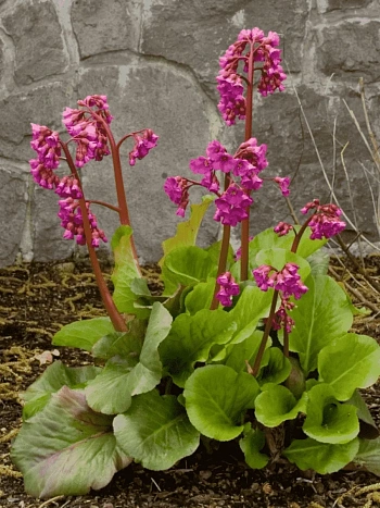 Бадан гибридный Abendglut