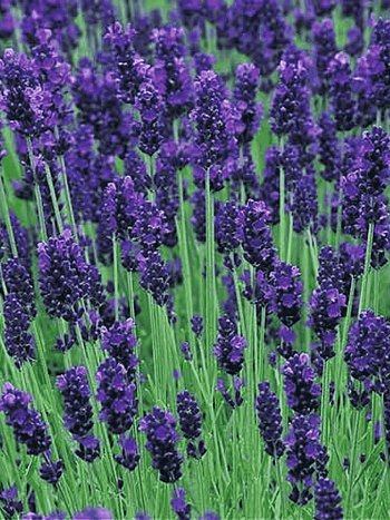 Лаванда узколистная Hidcote Compact Blue