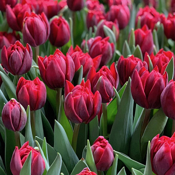 тест товар crm 7