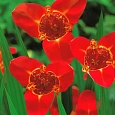 Тигридия Red