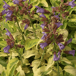 Шалфей лекарственный Icterina