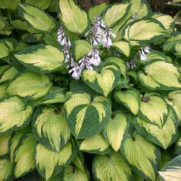 Хоста Paul's Glory