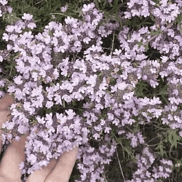 Тимьян обыкновенный Медовый аромат