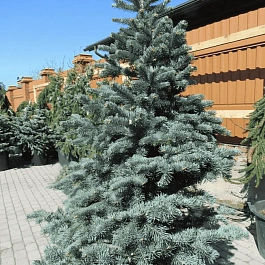 Пихта субальпийская Argentea