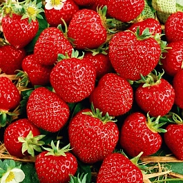 Земляника садовая Зенга Зенгана