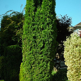 Туя западная Фастигиата Туя западная Фастигиата