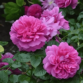 Роза Английская кустовая Princess Anne