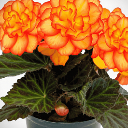 Бегония клубневая GO! Early Fire