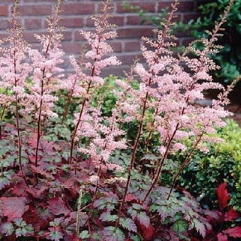 Астильба Арендса Колор Флэш НАБОР 2ШТ (1+1)