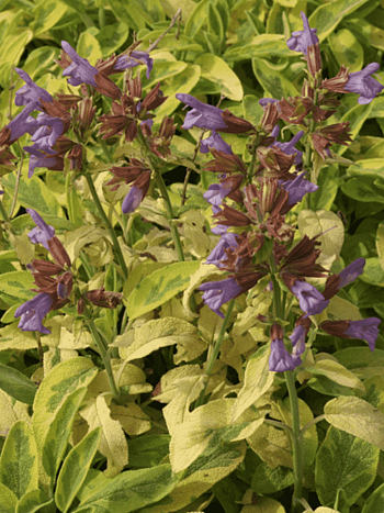 Шалфей лекарственный Icterina