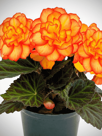 Бегония клубневая GO! Early Fire