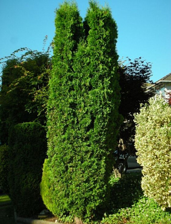 Туя западная Фастигиата