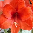 Амариллис Park Orange