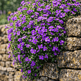 Аубриета Cascade Purple