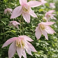 Клематис Pink Flamingo