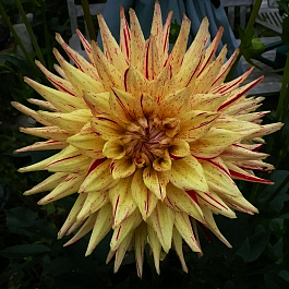 Георгина Полукактусовая Хай Пименто