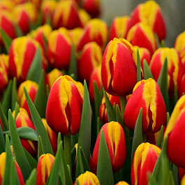 Тюльпан Триумф Дания НАБОР 2ШТ (5+5)