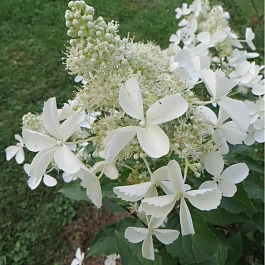 Гортензия метельчатая White Lady