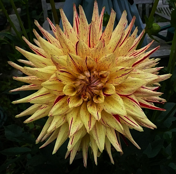 Георгина Полукактусовая Хай Пименто