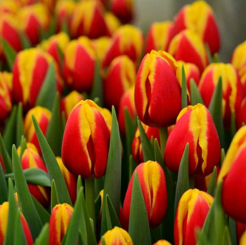 Тюльпан Триумф Дания НАБОР 2ШТ (5+5)