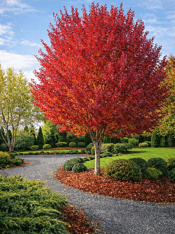 Клен красный Burgundy Belle