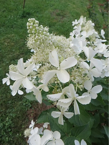 Гортензия метельчатая White Lady