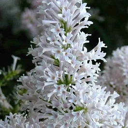 Сирень Престон Agnes Smith