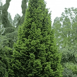 Пихта белая Pyramidalis