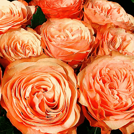 Роза чайно-гибридная Kahala