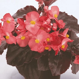 Бегония Big Pink Bronze Leaf