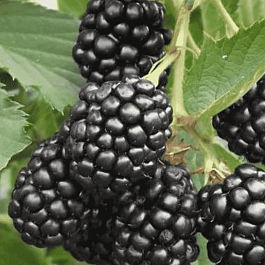 Ежевика Relevant