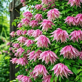 Клематис Purple Dream