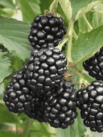 Ежевика Relevant