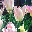 Тюльпан Little Girl