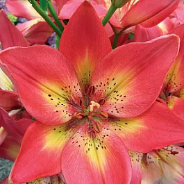 Лилия азиатская Арсенал