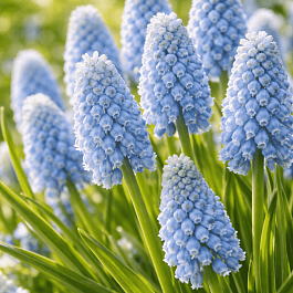 Мускари Peppermint