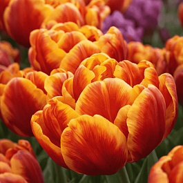 Тюльпан Махровый Cilesta