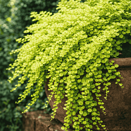 Вербейник монетчатый Aurea