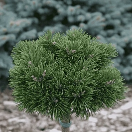 Сосна горная Cyrzan штамб 60 см