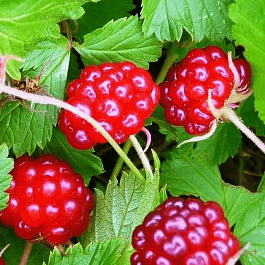 Княженика Аура