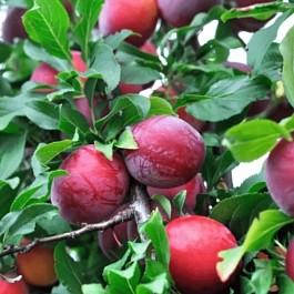 Алыча гибридная Путешественница