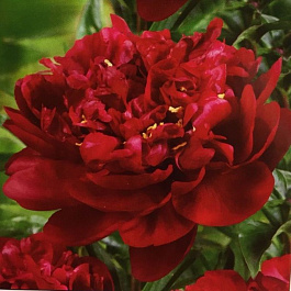 Пион травянистый Маэстро Пион травянистый Маэстро