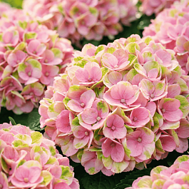 Гортензия крупнолистовая Мэджикал Революшн