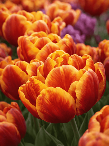 Тюльпан Махровый Cilesta