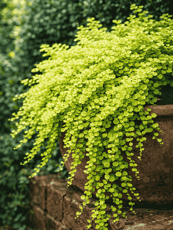 Вербейник монетчатый Aurea