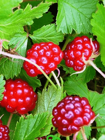 Княженика Аура