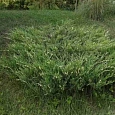Можжевельник горизонтальный Variegata