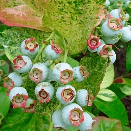 Голубика высокорослая Flamingo