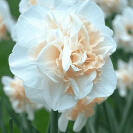 Нарцисс Pink Champagne